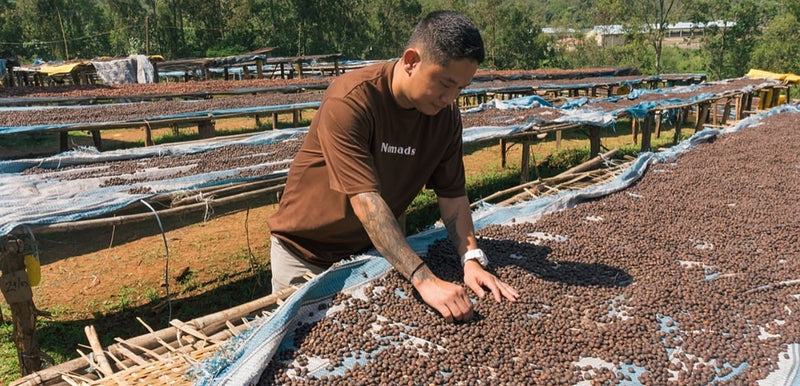Ethiopian Coffee: Origin to Export