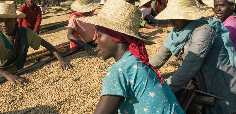 Ethiopian Coffee: Origin to Export
