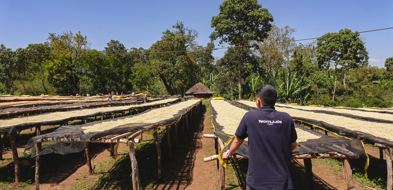 Ethiopian Coffee: Origin to Export