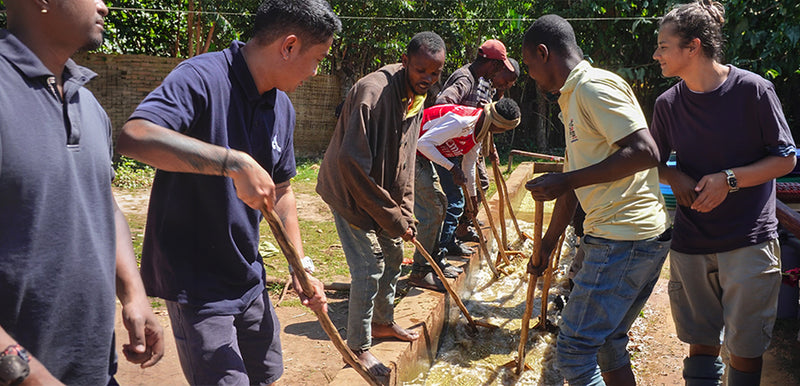 Ethiopian Coffee: Origin to Export